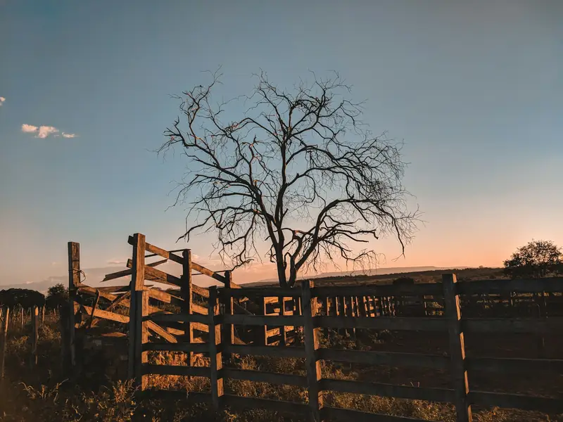 Entardecer no campo
